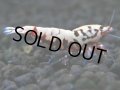 144　P【4＋1】モーニング一斉！朝から超特価！HY shrimp BLACK&RED GALAXY