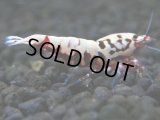144　P【4＋1】モーニング一斉！朝から超特価！HY shrimp BLACK&RED GALAXY