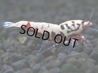 144　P【4＋1】モーニング一斉！朝から超特価！HY shrimp BLACK&RED GALAXY