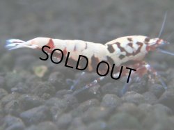 画像1: 144　P【4＋1】モーニング一斉！朝から超特価！HY shrimp BLACK&RED GALAXY