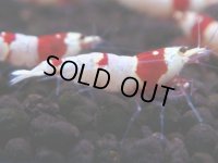 242　H【4＋1】ebisquidのレッドビー！