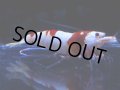 106　C【4＋1】モーニング一斉！GWSPイベント直売個体！HY shrimp ハイグレードレッドビー！