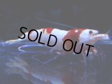 106　C【4＋1】モーニング一斉！GWSPイベント直売個体！HY shrimp ハイグレードレッドビー！