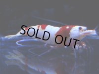 106　C【4＋1】モーニング一斉！GWSPイベント直売個体！HY shrimp ハイグレードレッドビー！