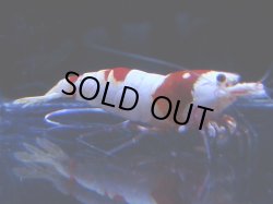 画像1: 106　C【4＋1】モーニング一斉！GWSPイベント直売個体！HY shrimp ハイグレードレッドビー！
