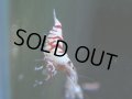 126　A【4＋1】モーニング一斉！朝から超特価！Fan Shrimp レッドファンシータイガー