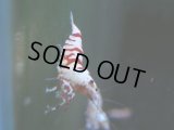 126　A【4＋1】モーニング一斉！朝から超特価！Fan Shrimp レッドファンシータイガー