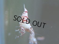 画像1: 126　A【4＋1】モーニング一斉！朝から超特価！Fan Shrimp レッドファンシータイガー