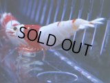 107　C【4＋1】モーニング一斉！GWSPイベント直売個体！HY shrimp ハイグレードレッドビー！