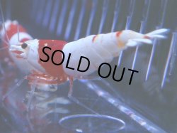 画像1: 107　C【4＋1】モーニング一斉！GWSPイベント直売個体！HY shrimp ハイグレードレッドビー！