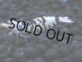 336　H【4＋1】ミポリンフラッシュ80連発！【FINAL】