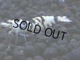336　H【4＋1】ミポリンフラッシュ80連発！【FINAL】