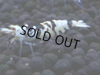 336　H【4＋1】ミポリンフラッシュ80連発！【FINAL】