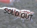 331　H【4＋1】ミポリンフラッシュ80連発！【FINAL】