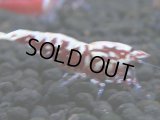 331　H【4＋1】ミポリンフラッシュ80連発！【FINAL】