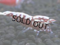 331　H【4＋1】ミポリンフラッシュ80連発！【FINAL】