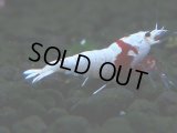417　H【4＋1】PRLモスラのチビッコレッドビー！【FINAL】