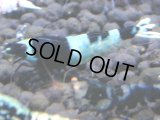 334　H【4＋1】ミポリンフラッシュ80連発！【FINAL】