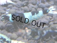 334　H【4＋1】ミポリンフラッシュ80連発！【FINAL】