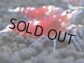 373　H【4＋1】ミポリンフラッシュ80連発！【FINAL】