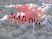373　H【4＋1】ミポリンフラッシュ80連発！【FINAL】