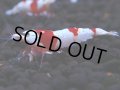 444　H【4＋1】雅えびのチビッコレッドビー！【FINAL】