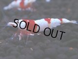 444　H【4＋1】雅えびのチビッコレッドビー！【FINAL】