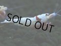 412　H【4＋1】PRLモスラのチビッコレッドビー！【FINAL】