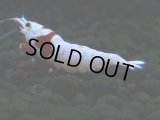 418　H【4＋1】PRLモスラのチビッコレッドビー！【FINAL】