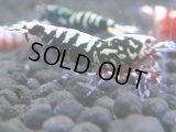 341　H【4＋1】ミポリンフラッシュ80連発！【FINAL】