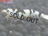 352　H【4＋1】ミポリンフラッシュ80連発！【FINAL】
