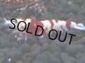 345　H【4＋1】ミポリンフラッシュ80連発！【FINAL】