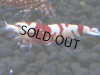345　H【4＋1】ミポリンフラッシュ80連発！【FINAL】