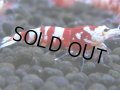 328　H【4＋1】ミポリンフラッシュ80連発！【FINAL】