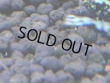 391　H【4＋1】ミポリンフラッシュ80連発！【FINAL】