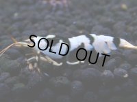 326　H【4＋1】ミポリンフラッシュ80連発！【FINAL】