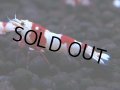 443　H【4＋1】雅えびのチビッコレッドビー！【FINAL】