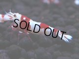 443　H【4＋1】雅えびのチビッコレッドビー！【FINAL】