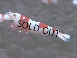 画像1: 443　H【4＋1】雅えびのチビッコレッドビー！【FINAL】