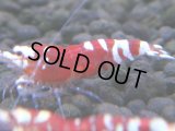 340　H【4＋1】ミポリンフラッシュ80連発！【FINAL】