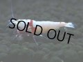 413　H【4＋1】PRLモスラのチビッコレッドビー！【FINAL】