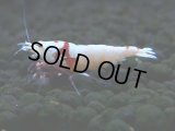 413　H【4＋1】PRLモスラのチビッコレッドビー！【FINAL】