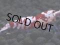381　H【4＋1】ミポリンフラッシュ80連発！【FINAL】