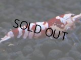 381　H【4＋1】ミポリンフラッシュ80連発！【FINAL】
