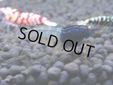 343　H【4＋1】ミポリンフラッシュ80連発！【FINAL】