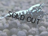 375　H【4＋1】ミポリンフラッシュ80連発！【FINAL】