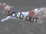 432　H【4＋1】ZOZO BEEのレッドビー！【FINAL】