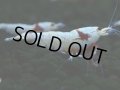 414　H【4＋1】PRLモスラのチビッコレッドビー！【FINAL】