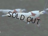 414　H【4＋1】PRLモスラのチビッコレッドビー！【FINAL】