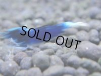 351　H【4＋1】ミポリンフラッシュ80連発！【FINAL】